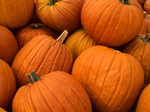 pumpkins