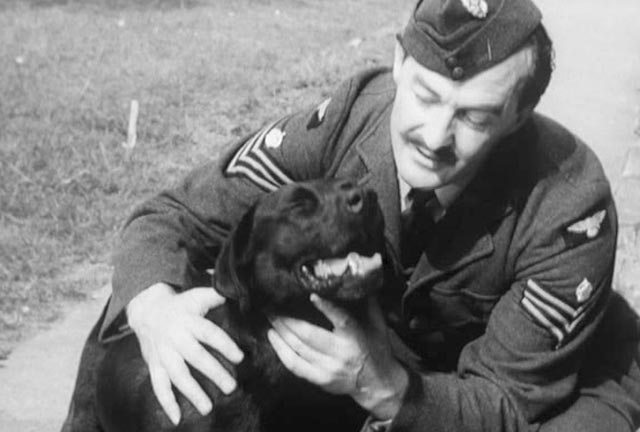A friendly dog - but he's hurt a lot of people.