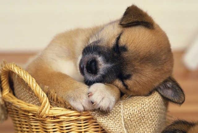 The doomed Puppy McWiggletail