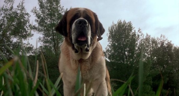 Revisiting The Film Of Stephen King S Cujo Den Of Geek