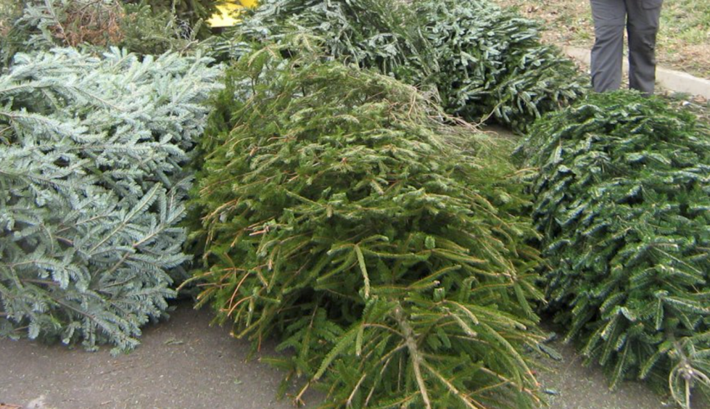 Link Tank EcoFriendly Ways to Dispose a Christmas Tree Den of Geek