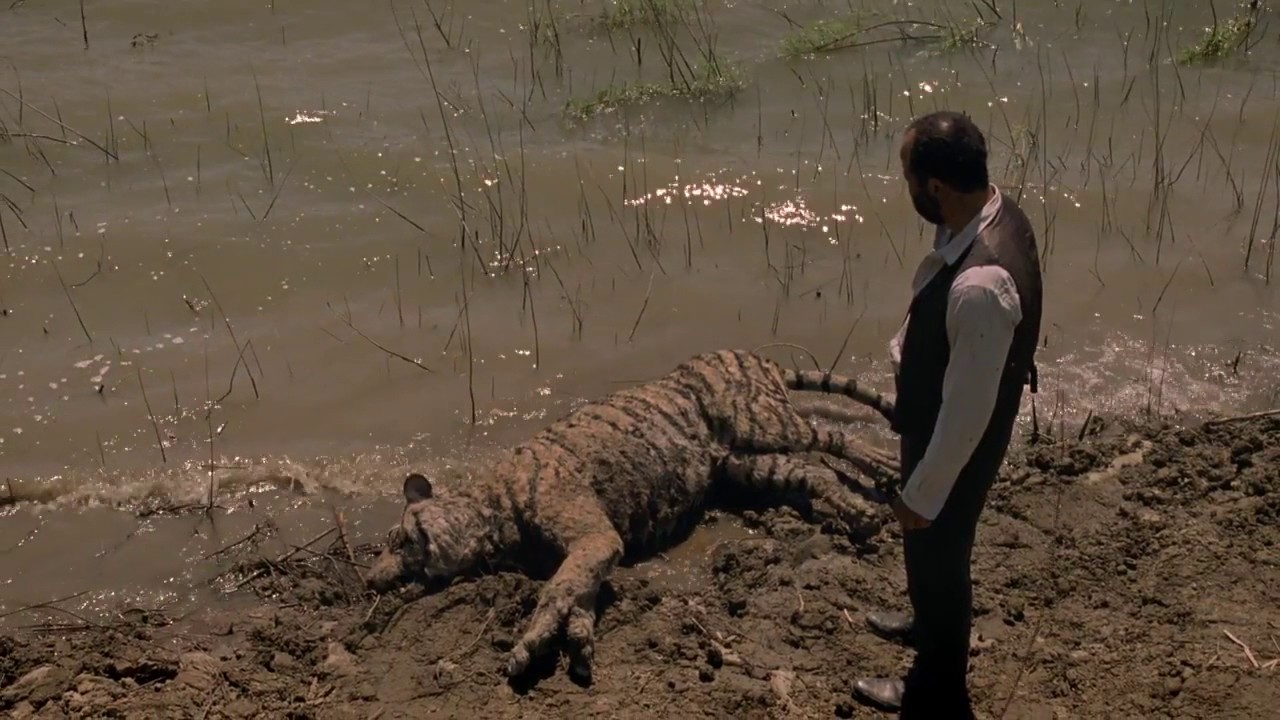 Dead tiger by the water