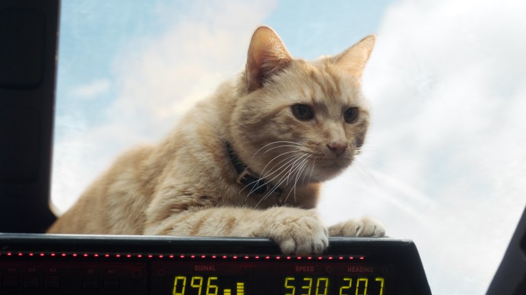 Captain Marvel Goose the Cat