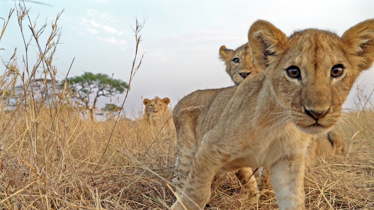 Serengeti John Downer