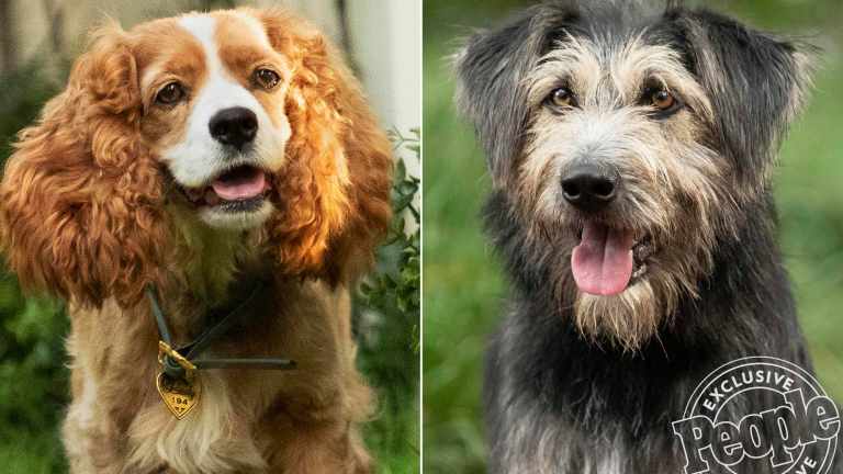 Lady and the Tramp Remake Stars A Rescue Dog
