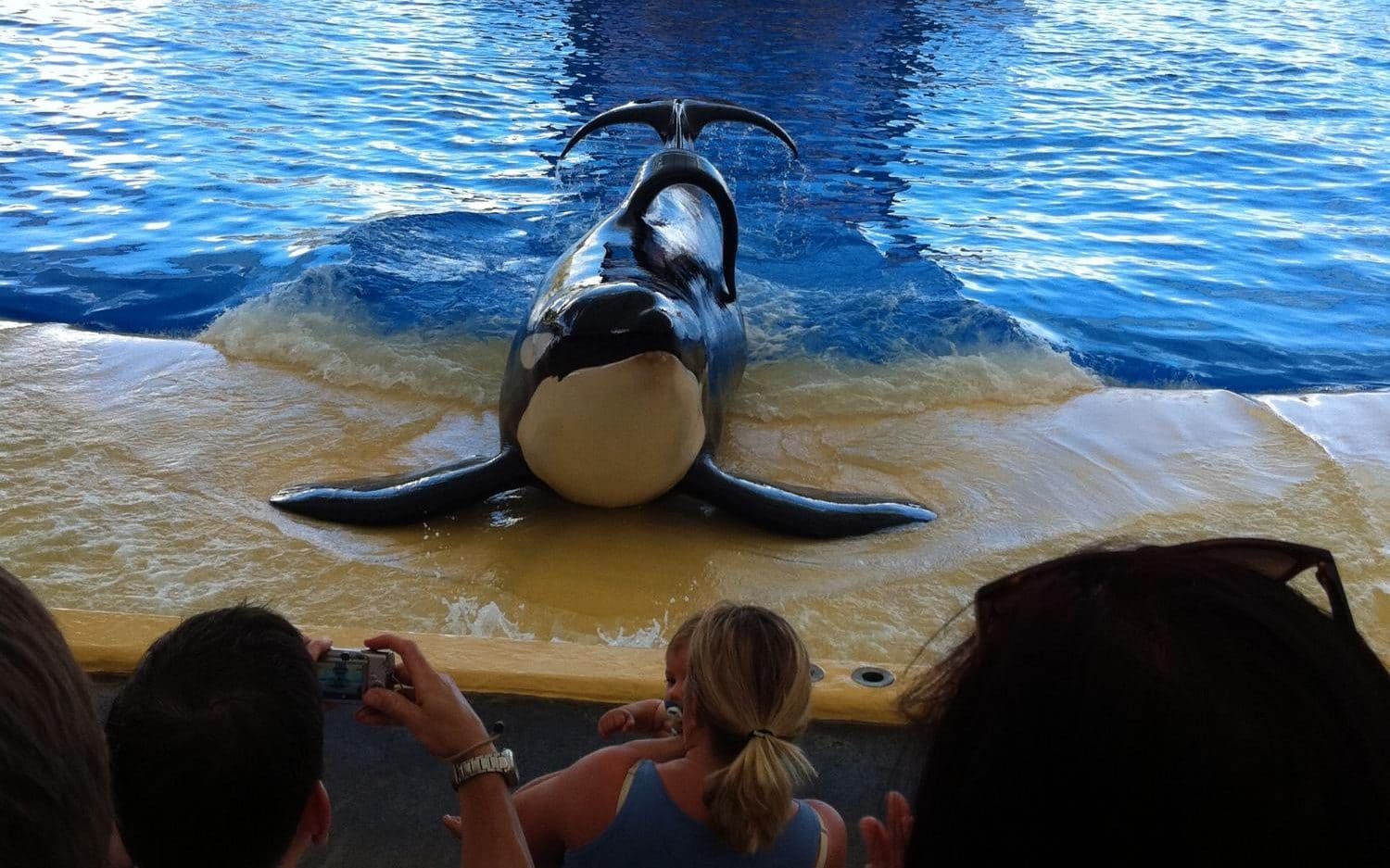 Best Documentaries Blackfish
