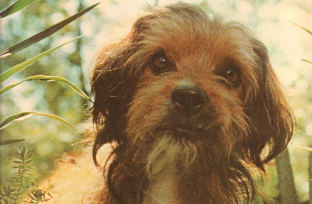 Benji (1974)