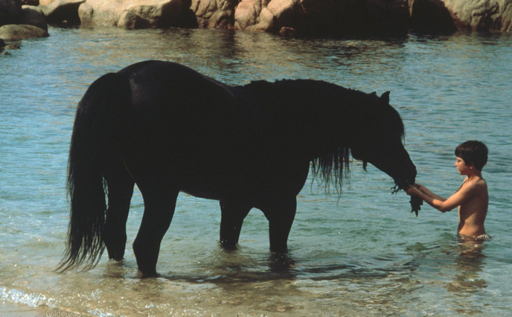 Black Stallion (1979)
