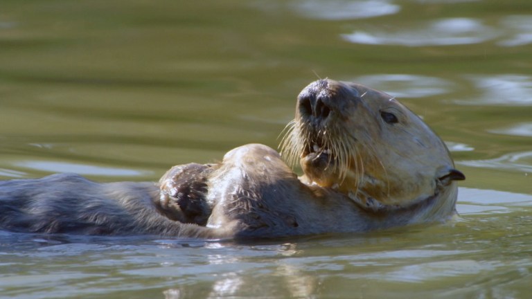 Nat Geo WILD Social Distancing Otter