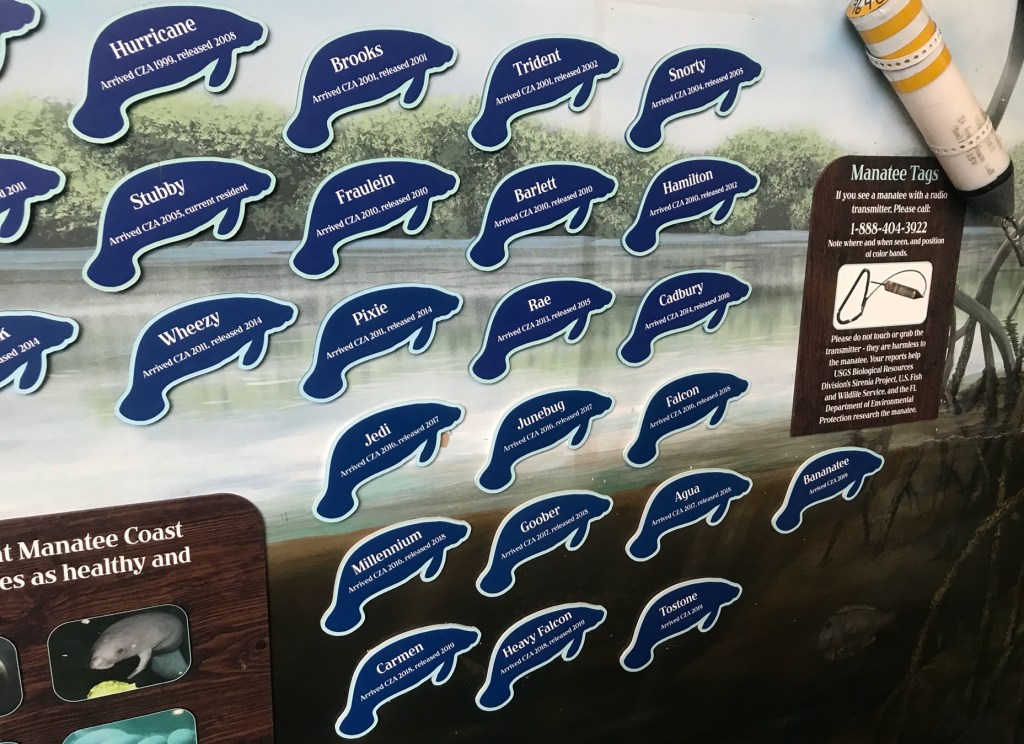 Secrets of the Zoo - Manatees