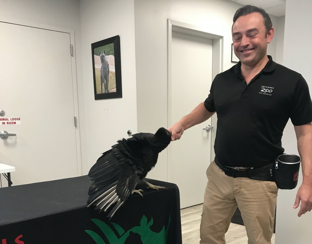 Secrets of the Zoo - Ronaldo the black vulture.