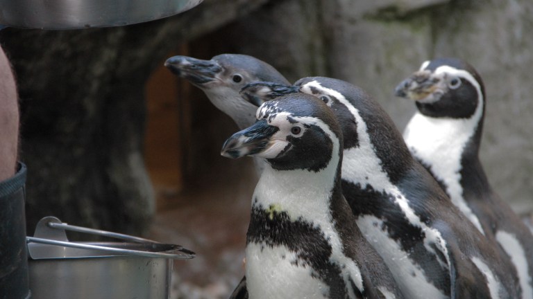 Uncovering the Secrets of the Zoo