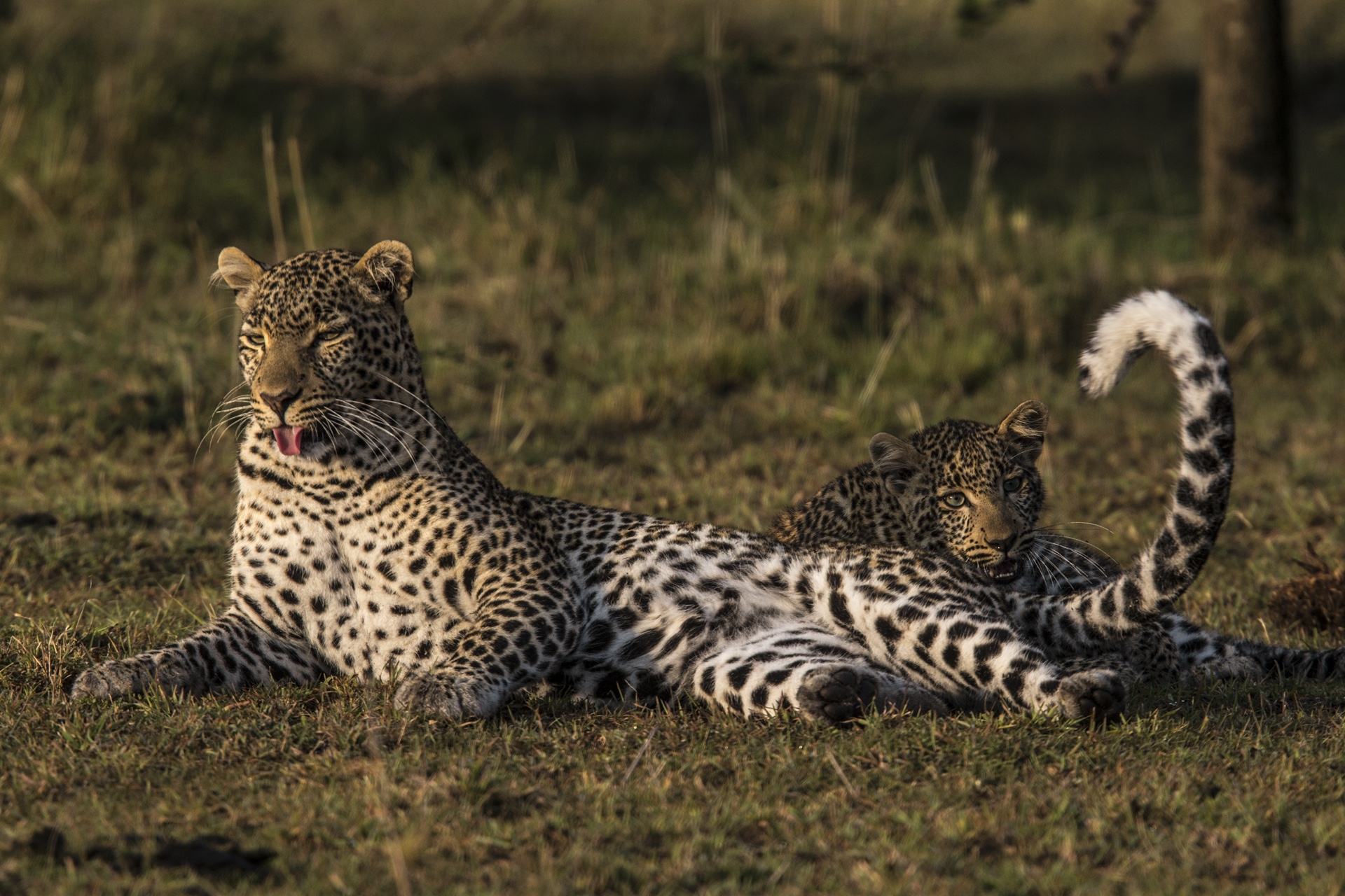 Jade Eyed Leopard Documentary Kicks Off Big Cat Week at Nat Geo WILD ...
