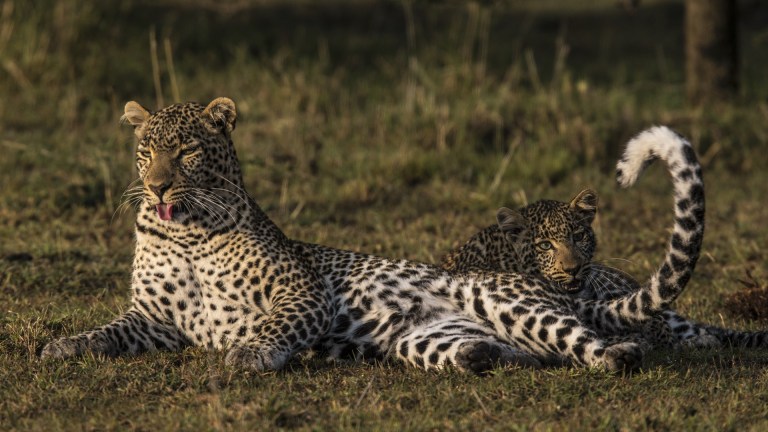 Jade Eyed Leopard Big Cat Week