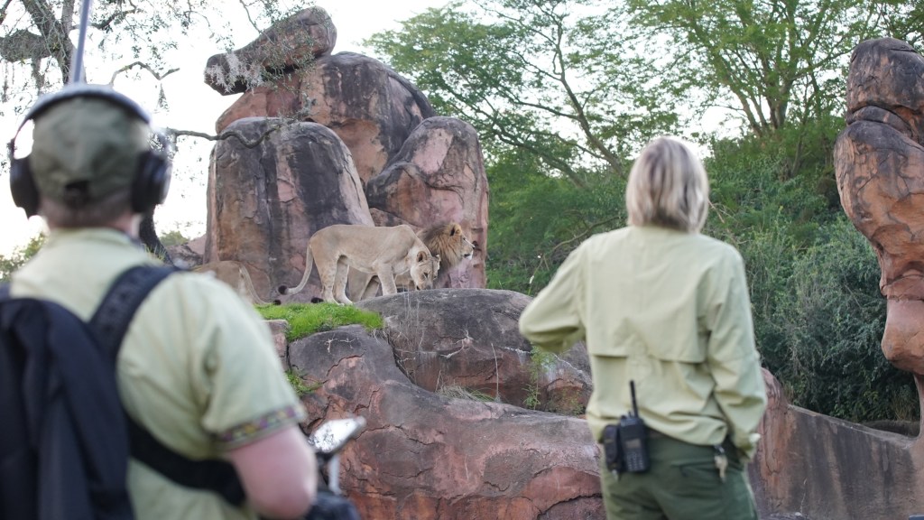 The Magic of Animal Kingdom