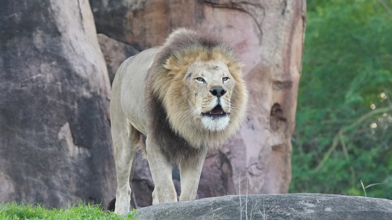 Disney+ The Magic of Animal Kingdom