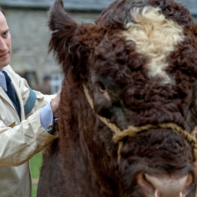 James Herriott and a Fuzzy Cow in All Creatures Great and Small