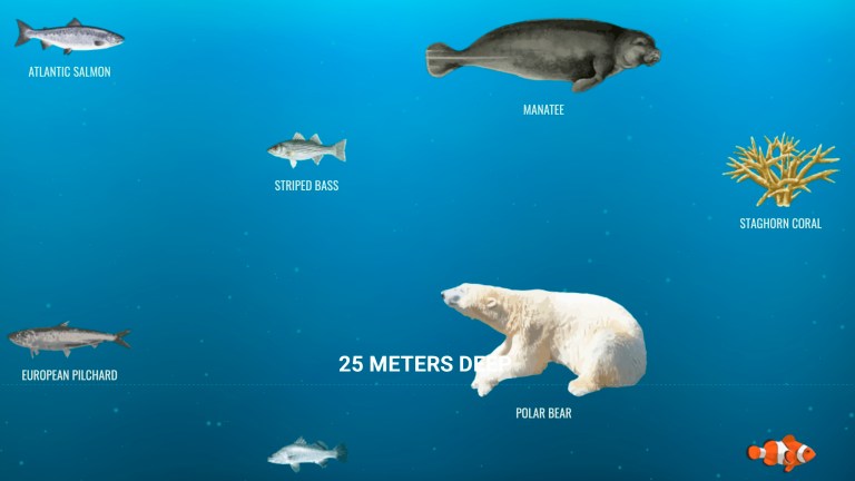 The ocean at 25 meters