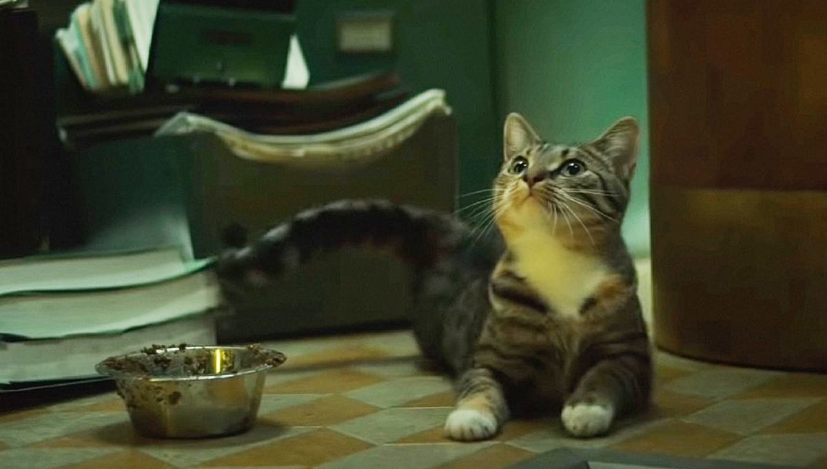 loki is a cat person now but what