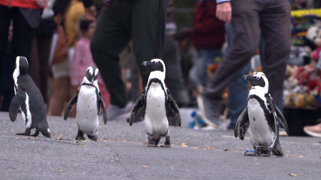 The penguins of Netflix's Penguin Town