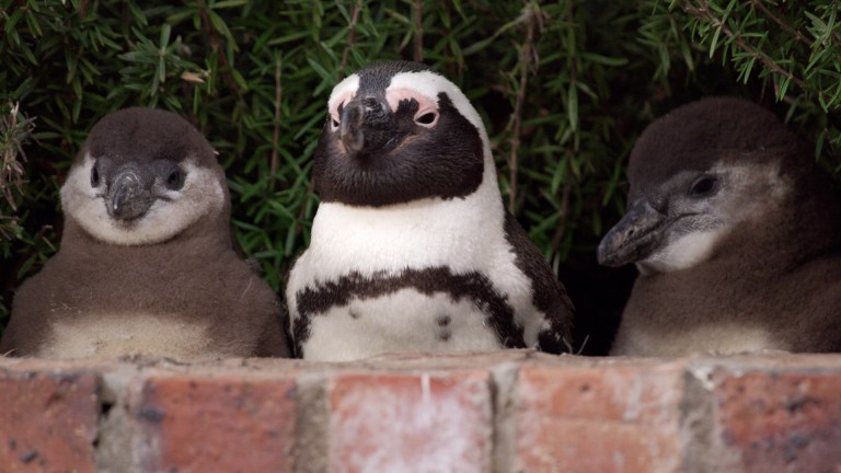 Penguins in Netflix's Penguin Town