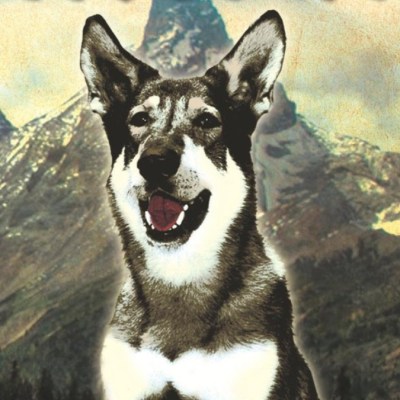 The Littlest Hobo series 1 dvd cover cropped
