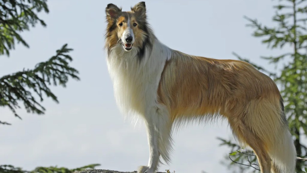 Lassie - Lassie Come Home