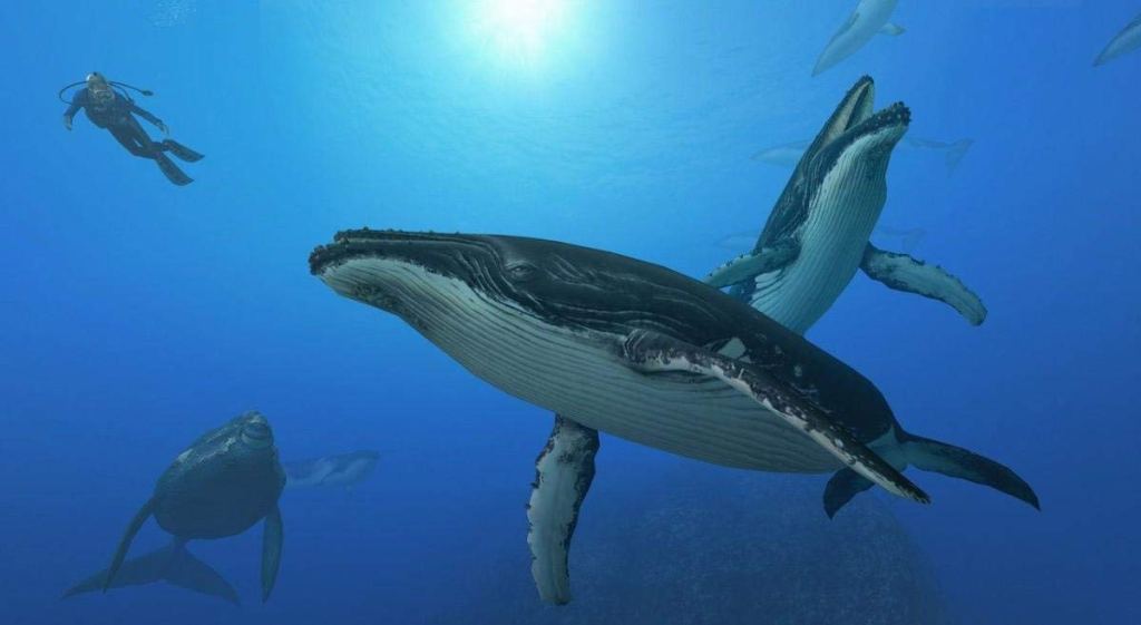 Endless Ocean: Blue World
