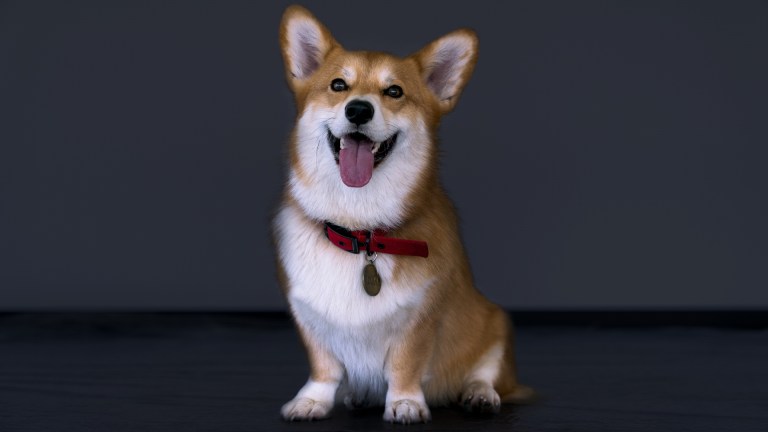 Ein, the very fluffy corgi, from Cowboy Bebop