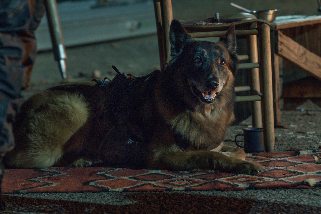 Dog - The Walking Dead _ Season 11, Episode 4 - Photo Credit: Josh Stringer/AMC