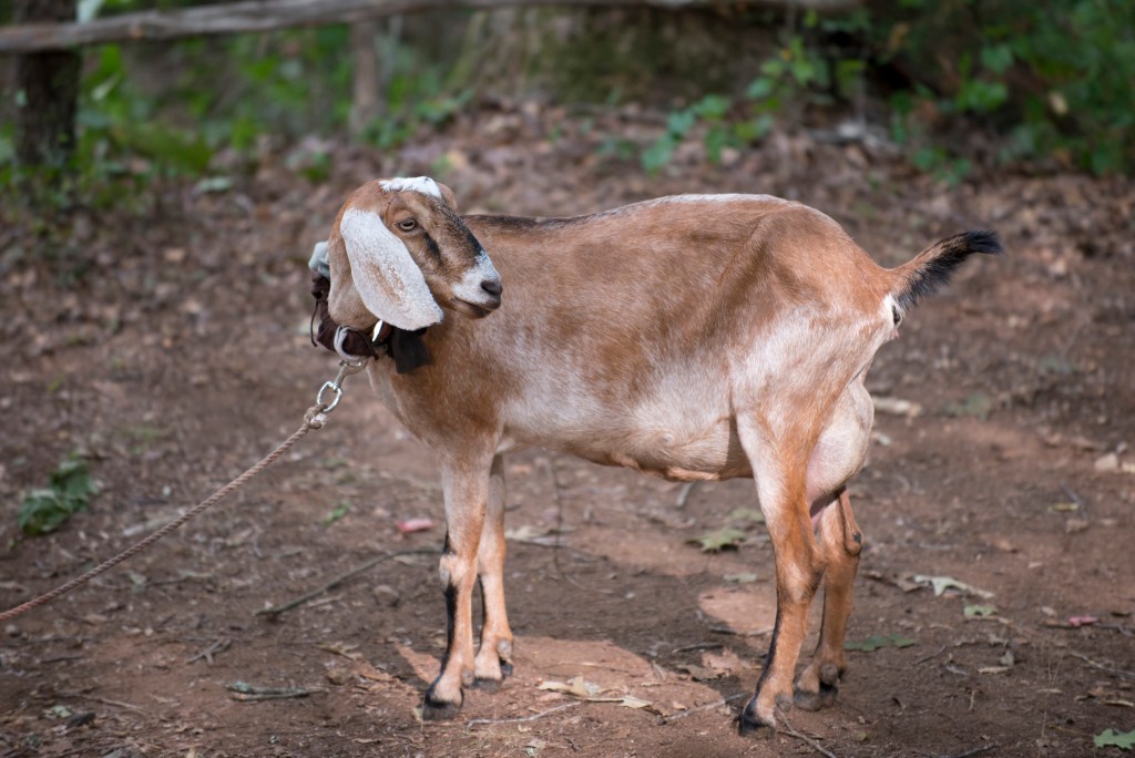 Tabitha the Goat - The Walking Dead _ Season 6, Episode 4 - Photo Credit: Gene Page/AMC