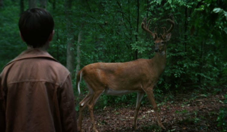 Carl meets a deer on The Walking Dead season 2