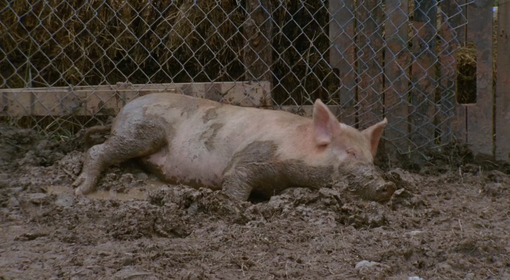 Violet the Pig on The Walking Dead