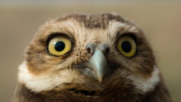 Link Tank: Watch an Exclusive Clip from James Cameron’s National Geographic Show Super/Natural