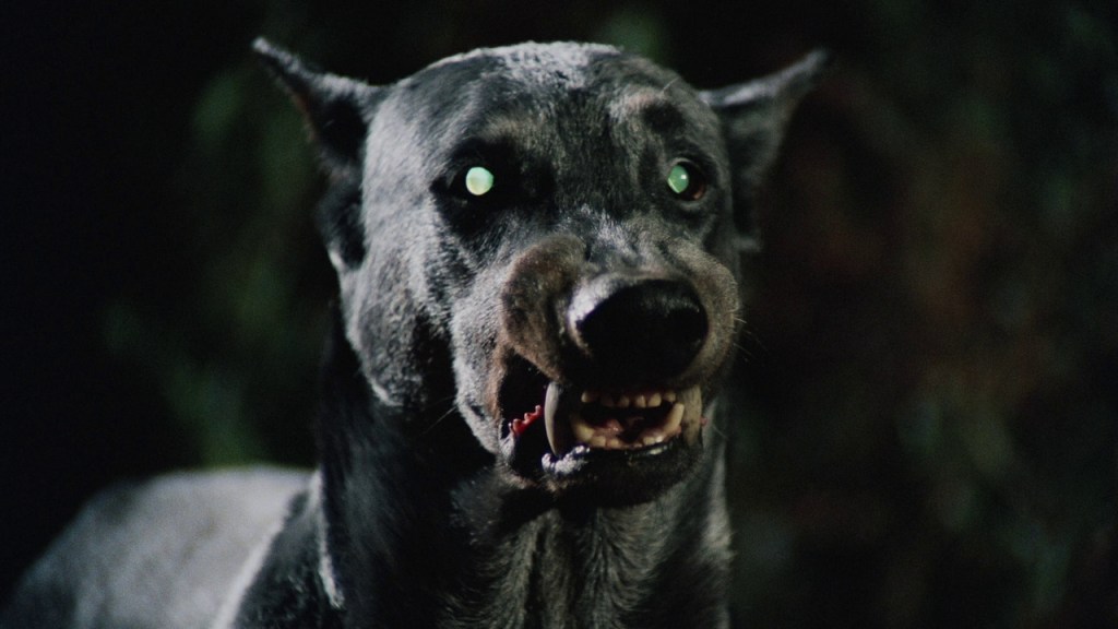 Dog in Dracula's Dog