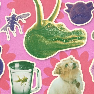 Collage of Marvel Pets