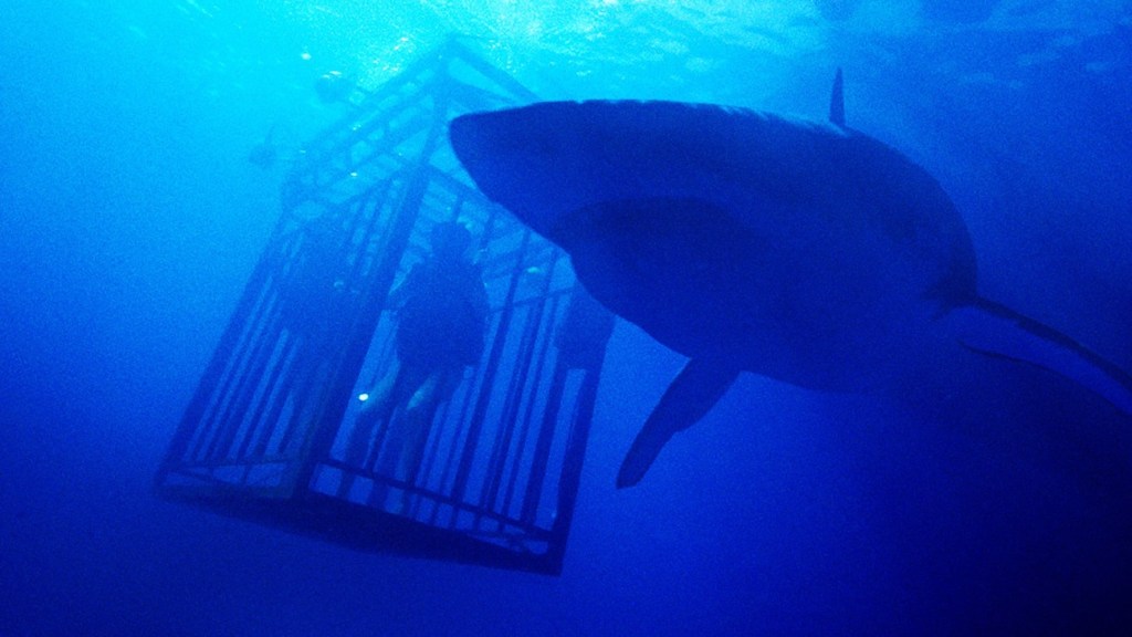 Shark in 47 Meters Down