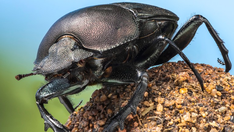 A dung beetle is featured in the "Land of Giants" episode of "A Real Bug's Life." (National Geographic/Chris Collingridge)