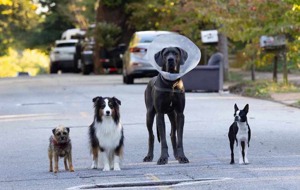 Dogs in Strays