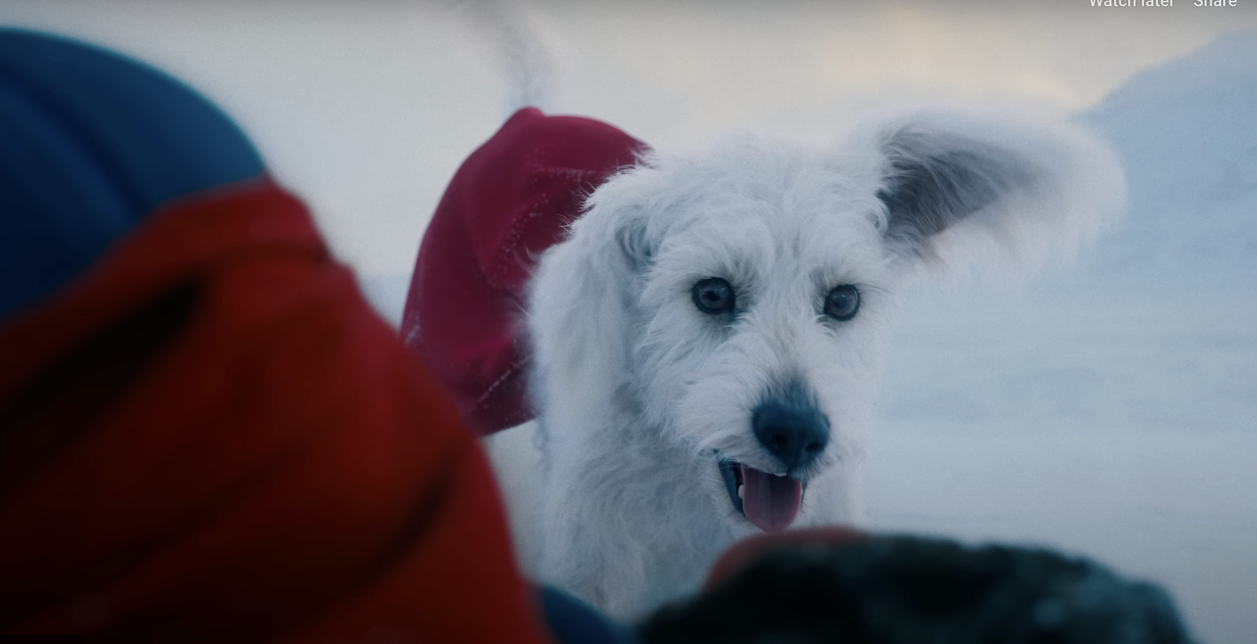 Supergirl's Puppy Bowl Promo Continues the New DCU's Cute Animal Focus | Den of Geek