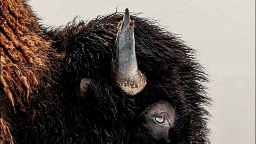 Book cover detail from: The Buffalo Hunter Hunter by Stephen Graham Jones