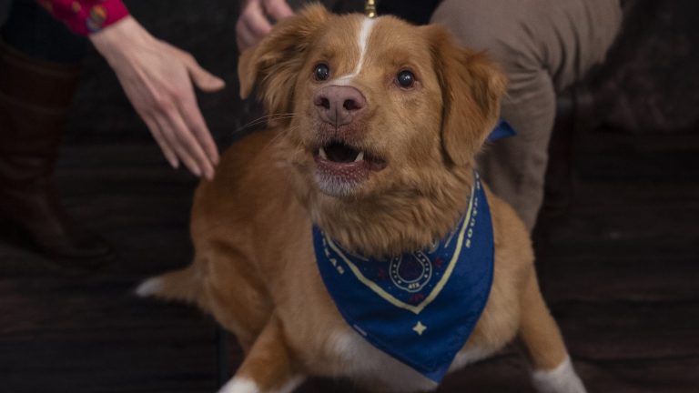 Indy is such a good boy!