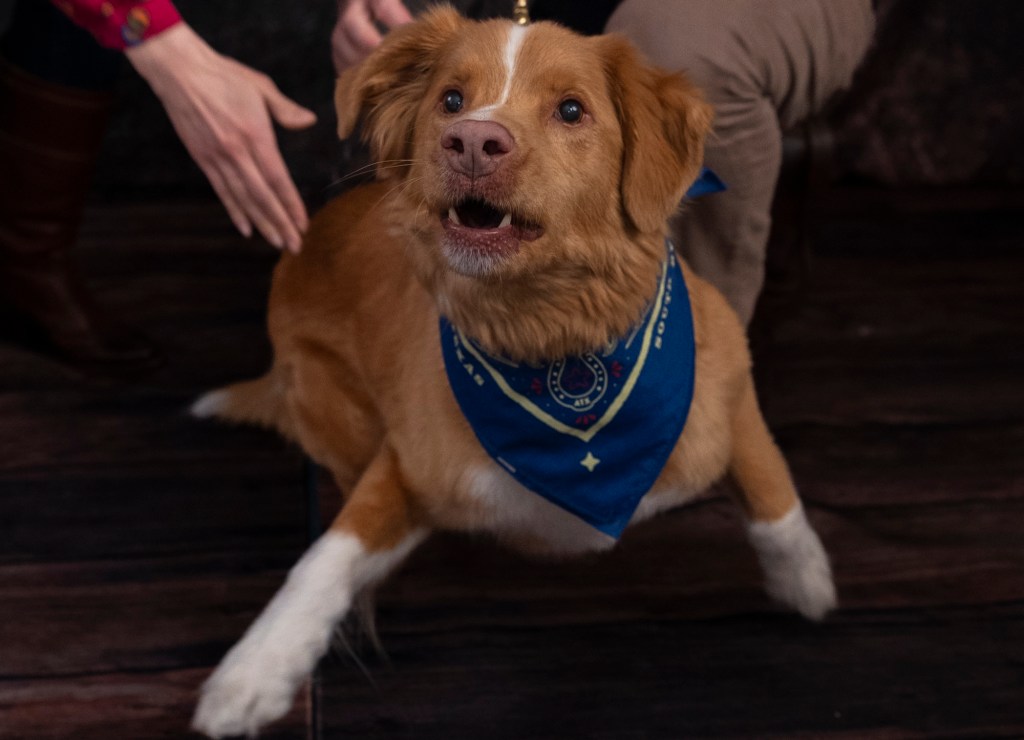 Indy is such a good boy!