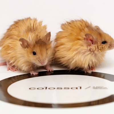 Woolly mice inspire jurassic park