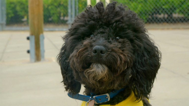 A beautiful dog looking into the camera