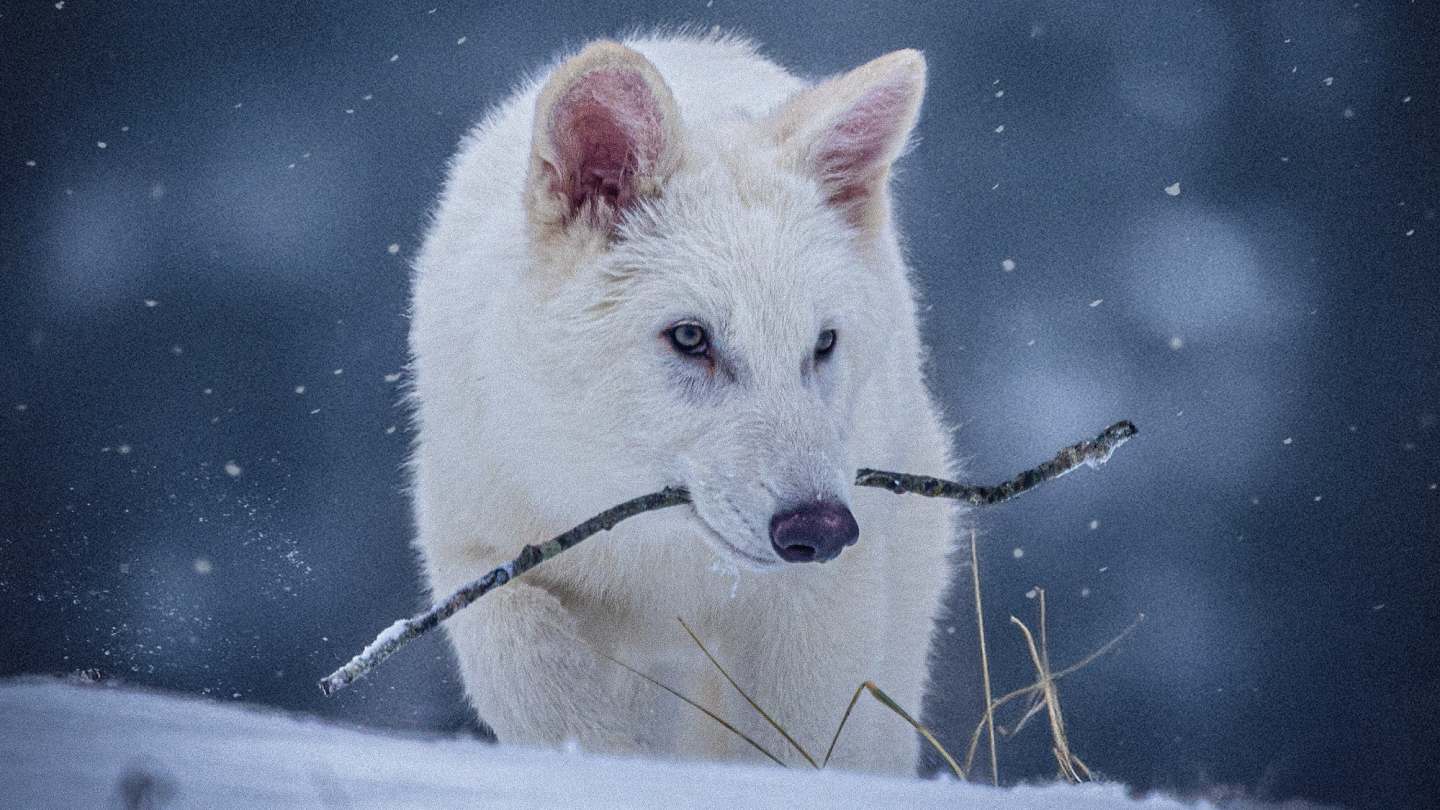 Colossal Dire Wolf in the snow