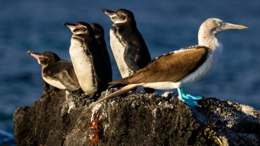 Secrets of the Penguins - National Geographic