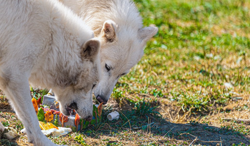 Dire Wolves eating on birthday