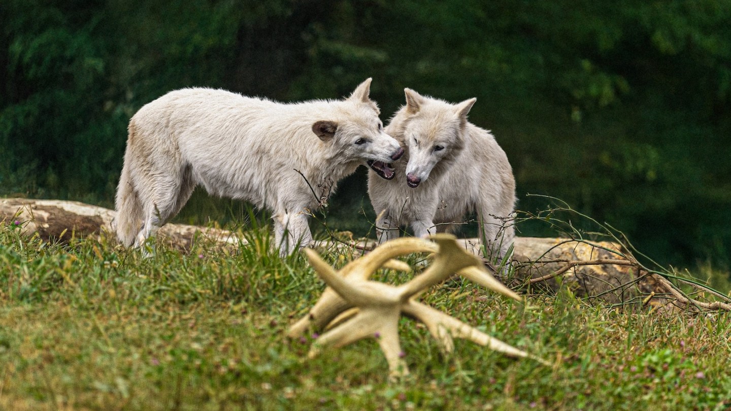 Dire Wolves Birthday 2