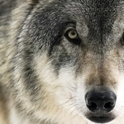 Gray wolf saved by Colossal Foundation